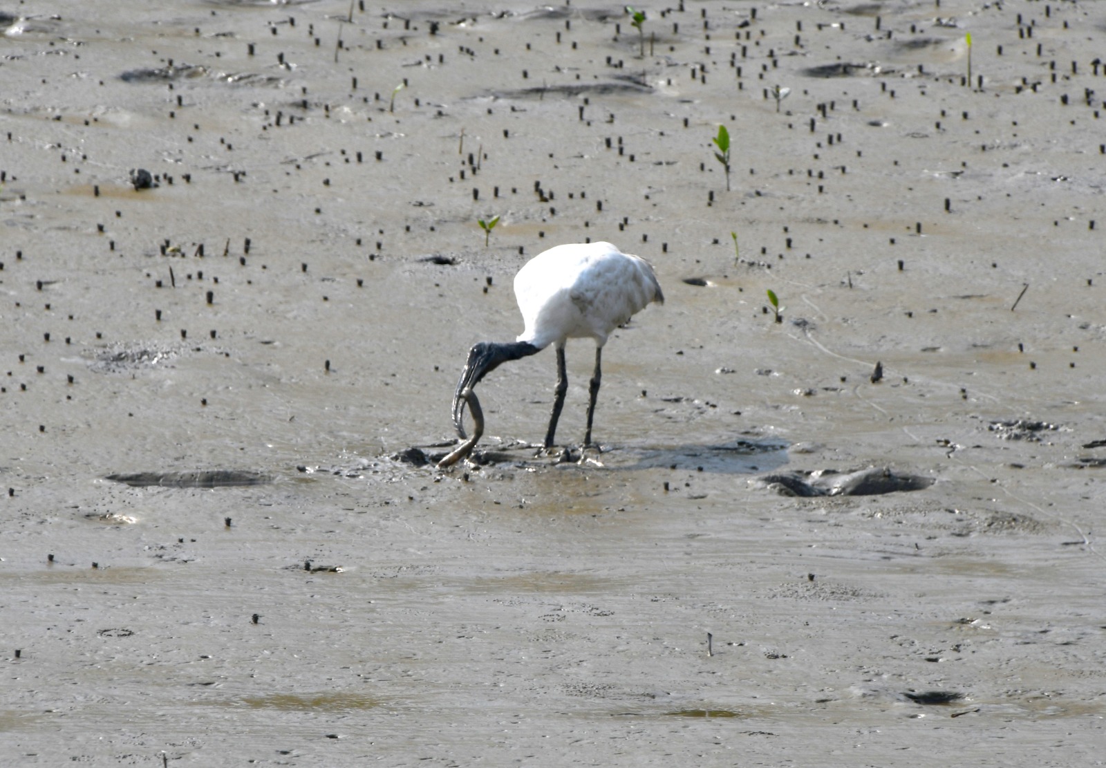 Enriching Biology excursion to the Sundarbans